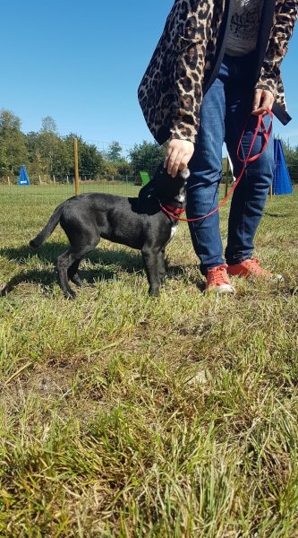 La bouexiere club canin - photo 2