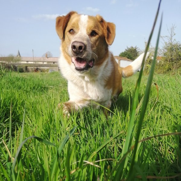 Florian Corbel Educateur canin - photo 2