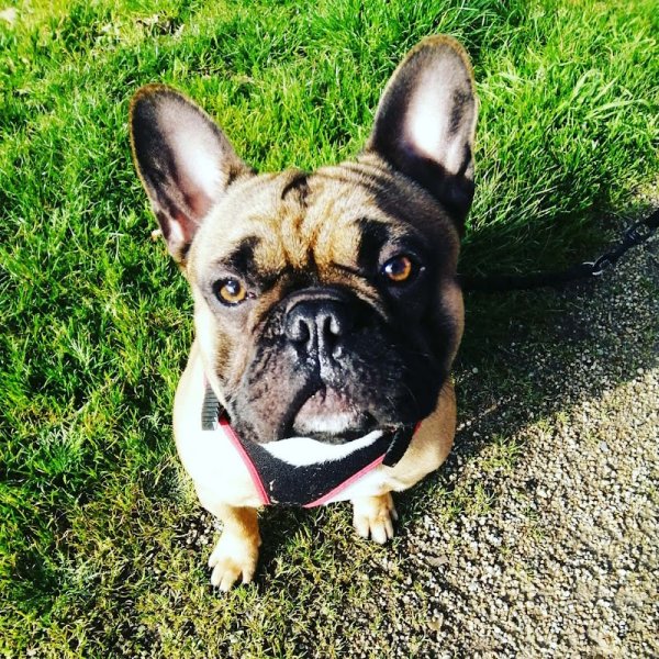 Florian Corbel Educateur canin - photo 3