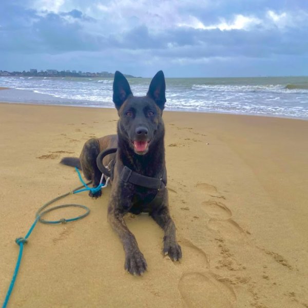 Fusionnel Dog & Company - photo 1