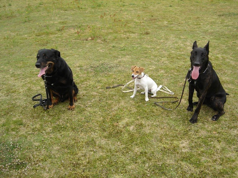 Fusionnel Dog & Company - photo 2