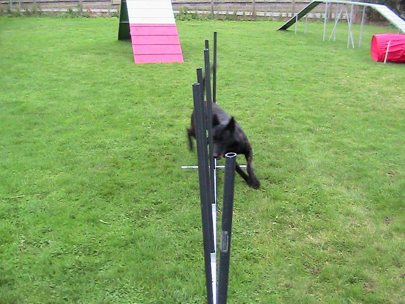 Fusionnel Dog & Company - photo 3