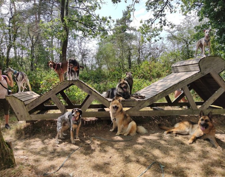 Carine Charpentier - Education du Chien de Compagnie 35