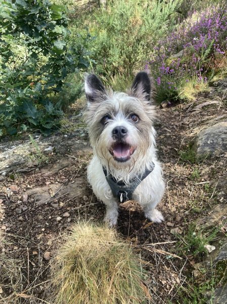 Carine Charpentier - Education du Chien de Compagnie 35 - photo 2