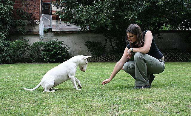 Carine Charpentier - Education du Chien de Compagnie 35 - photo 3
