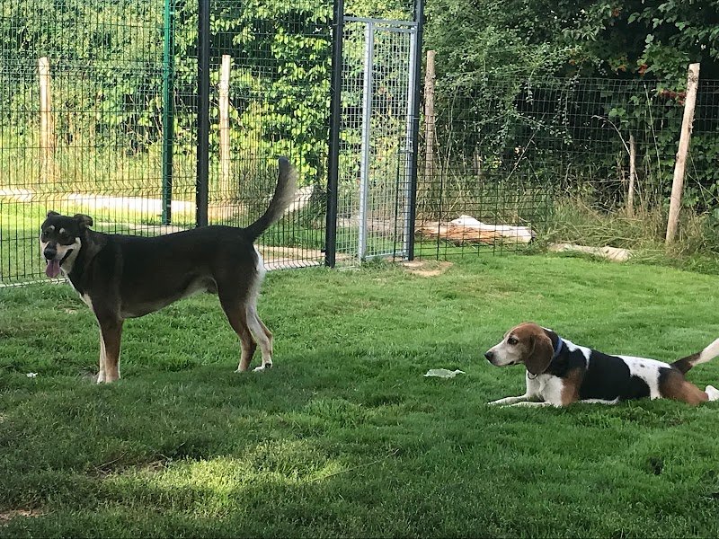 L'hôtellerie canine - photo 3