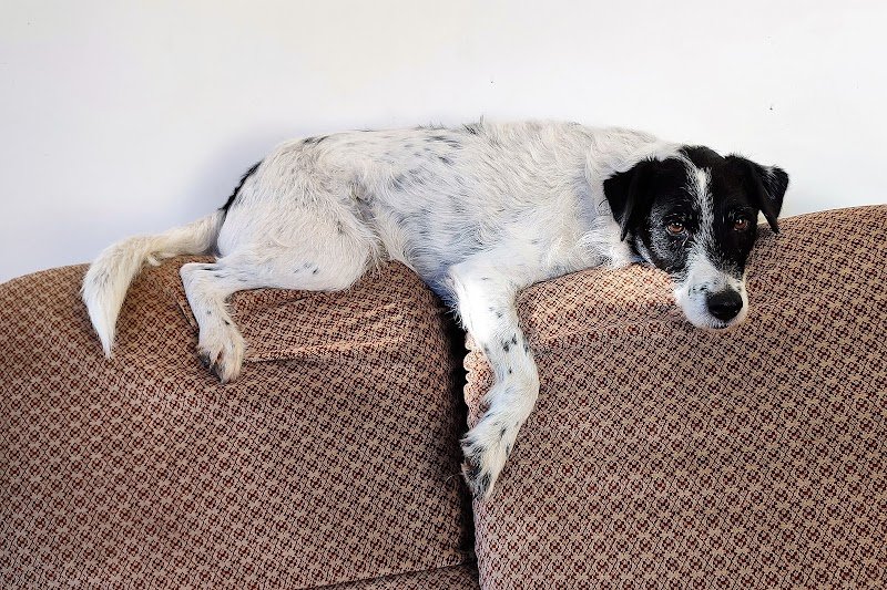 Déborah Coach Canin - photo 2