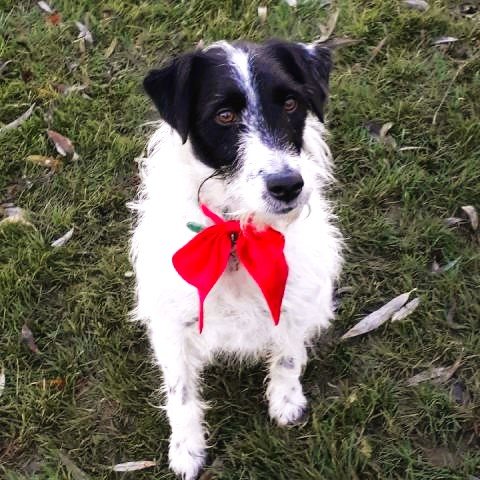 Déborah Coach Canin - photo 3