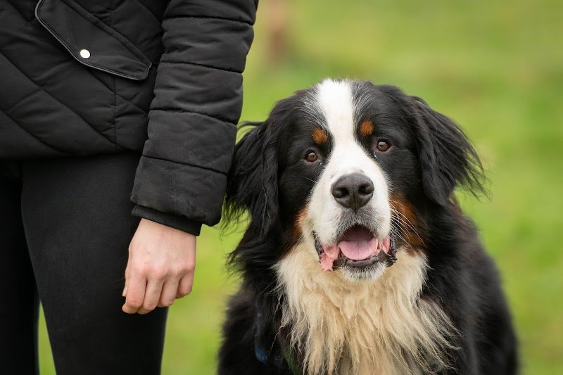 Le Code Canin - photo 3