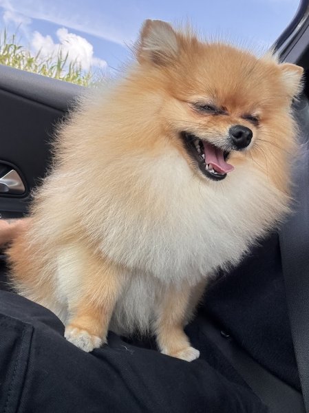 A'mour de Chien - photo 2