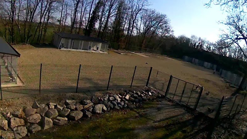 Family Dog Evolution - photo 1