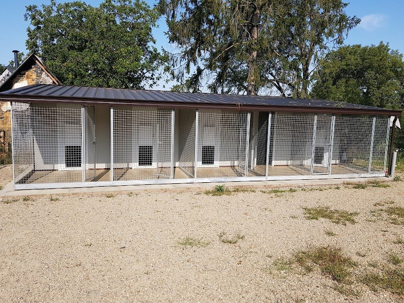 Family Dog Evolution - photo 2