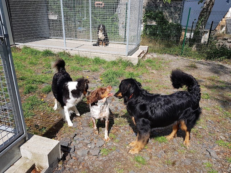 Family Dog Evolution - photo 3