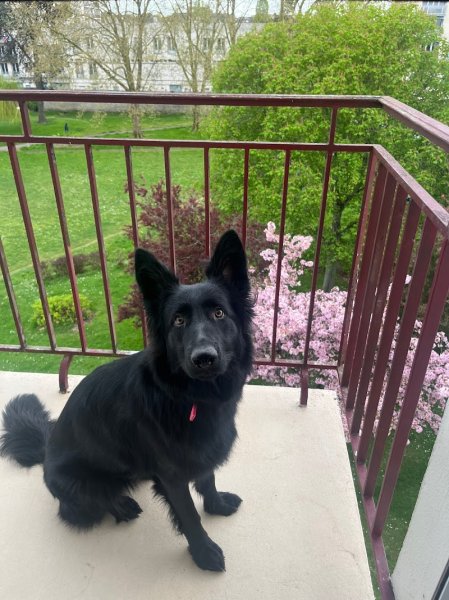 Pascal - Educateur Comportementaliste Canin - photo 2