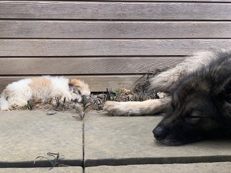 Pascal - Educateur Comportementaliste Canin - photo 3