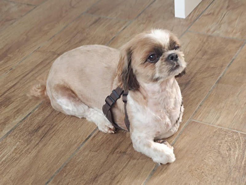 Atout Canin - photo 1