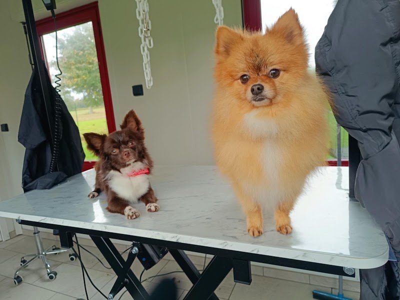 Atout Canin - photo 2