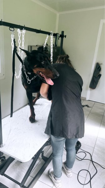 Atout Canin - photo 3