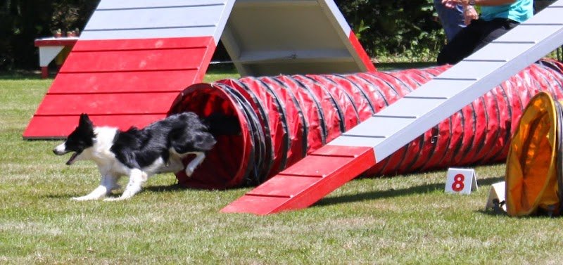 Club Canin Corps-Nuds - photo 1