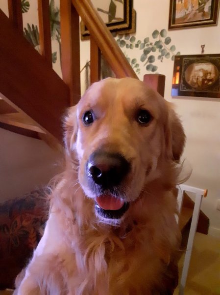 Vieux-Vy Sport Canin, club canin et d'éducation canine de Vieux Vy sur Couesnon - photo 3