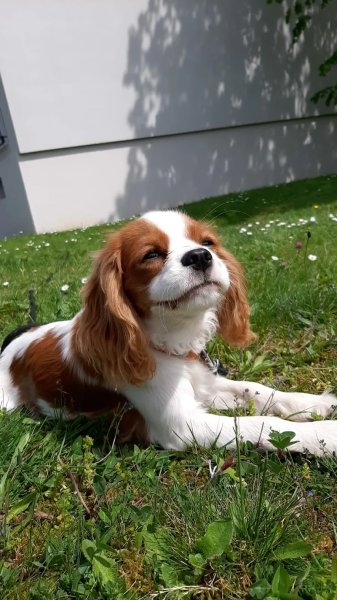 Educ Life (éducatrice et comportementaliste canin) - photo 1