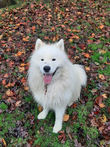 Educ Life (éducatrice et comportementaliste canin) - photo 2