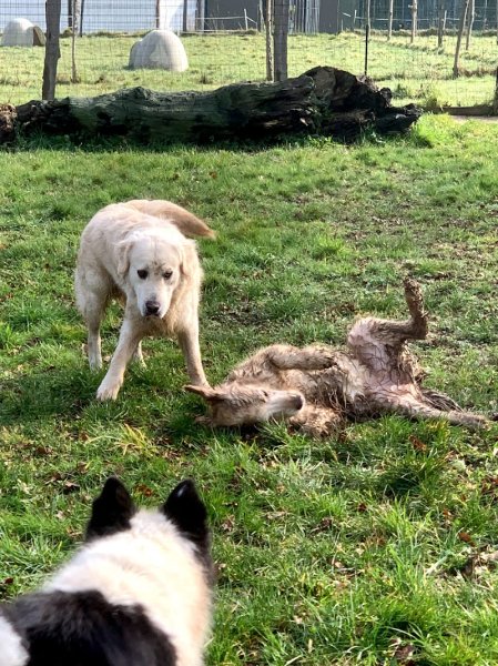 Éducation et Pension Canine du Brivet - photo 3
