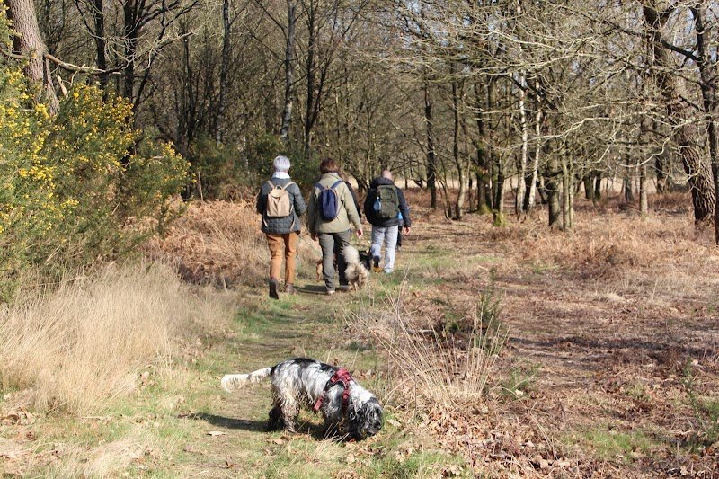 Happy Dogs Therapy - Educateur, comportementaliste et masseur canin (SECTEUR MONTENEUF ET ENVIRONS)
