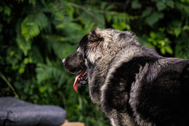 Sauv'age éducation canine - photo 1