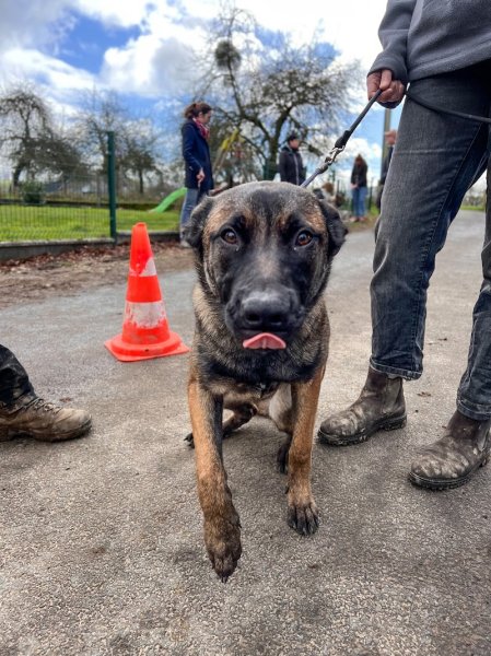 Sauv'age éducation canine - photo 2