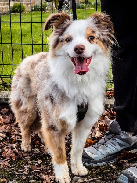 Sauv'age éducation canine - photo 3