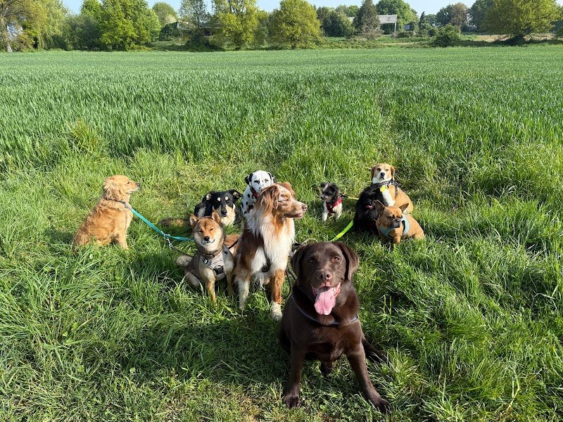 Ma petite colo - pension canine - photo 1