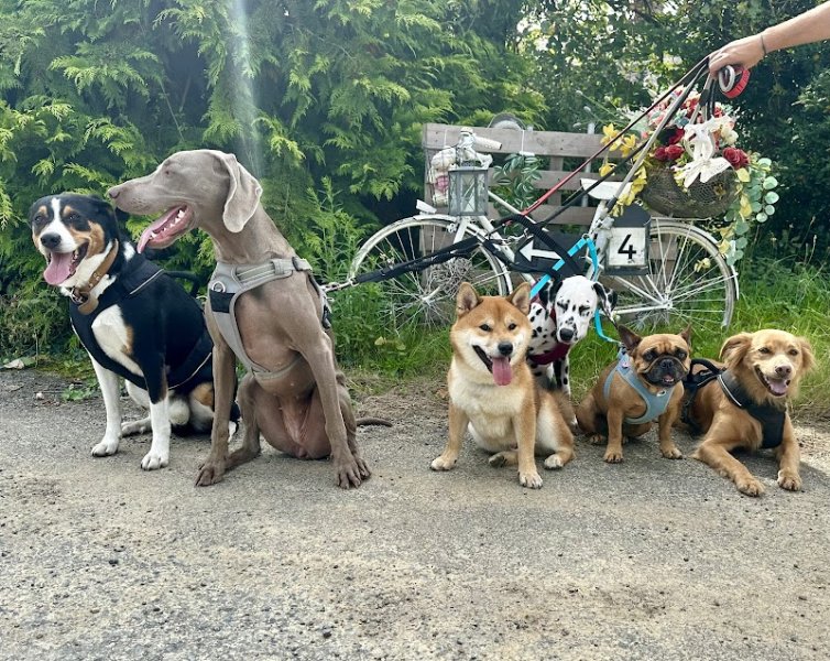 Ma petite colo - pension canine - photo 2