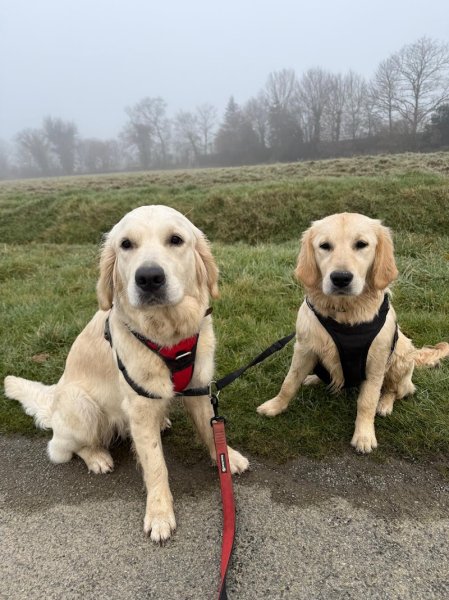 Ma petite colo - pension canine - photo 3