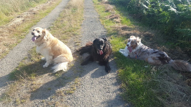 Chez lili pension pour chien comme à la maison - photo 1