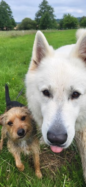 Chez lili pension pour chien comme à la maison - photo 2