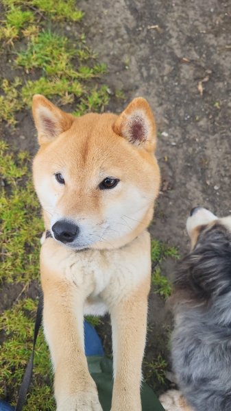 Chez lili pension pour chien comme à la maison - photo 3