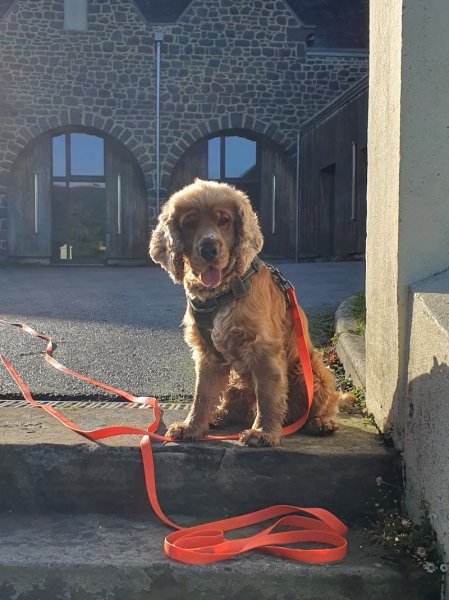 Les Echappées Canines - photo 2