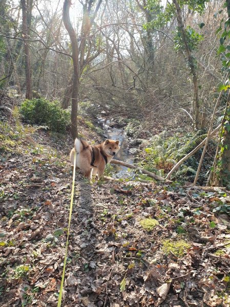 Les Echappées Canines - photo 3