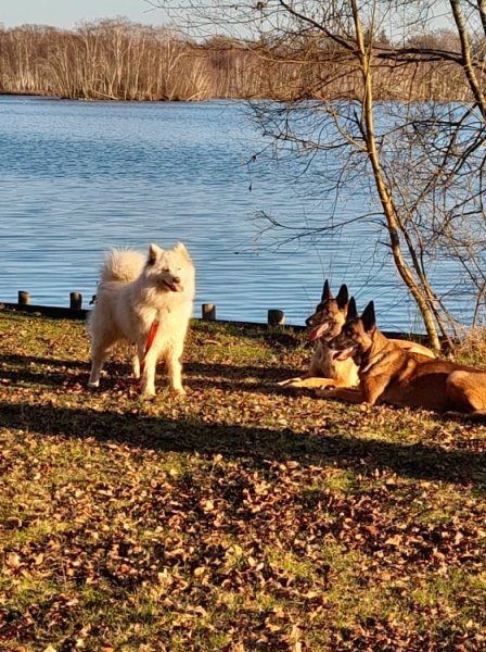 Sylvain DELOY Cyno-passion44 - Education canine & comportement