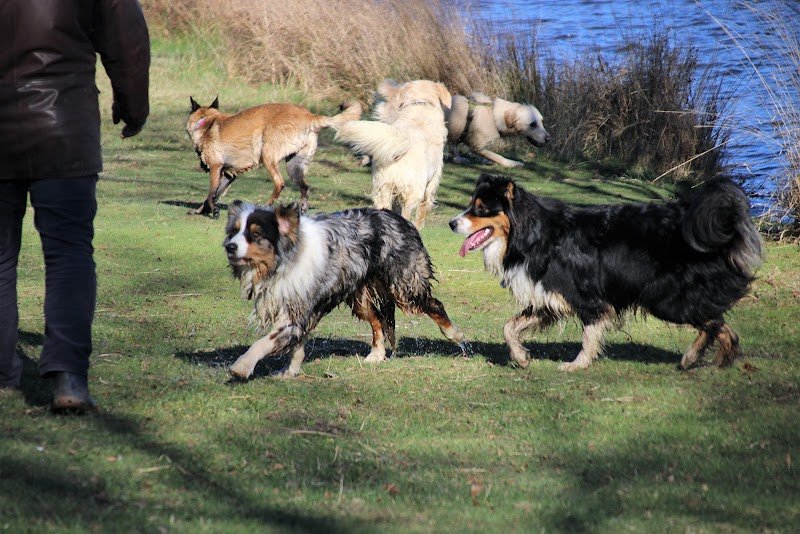 Sylvain DELOY Cyno-passion44 - Education canine & comportement - photo 2