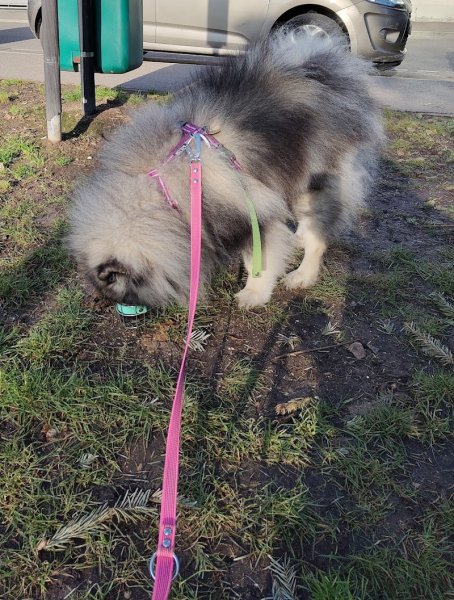 Aura - Accompagnement du Chien de Famille - photo 2