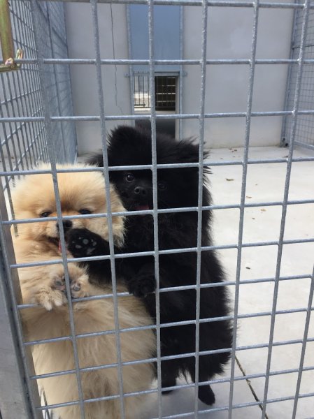 Centre Canin 35 - photo 2