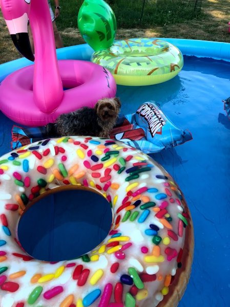 Centre Canin 35 - photo 3