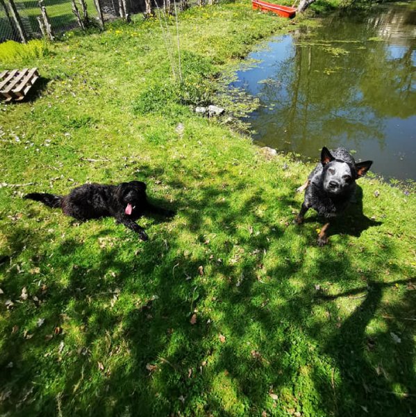 Justine Carlier - Éducateur canin & pension canine - photo 2