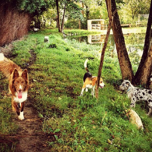 Justine Carlier - Éducateur canin & pension canine - photo 3