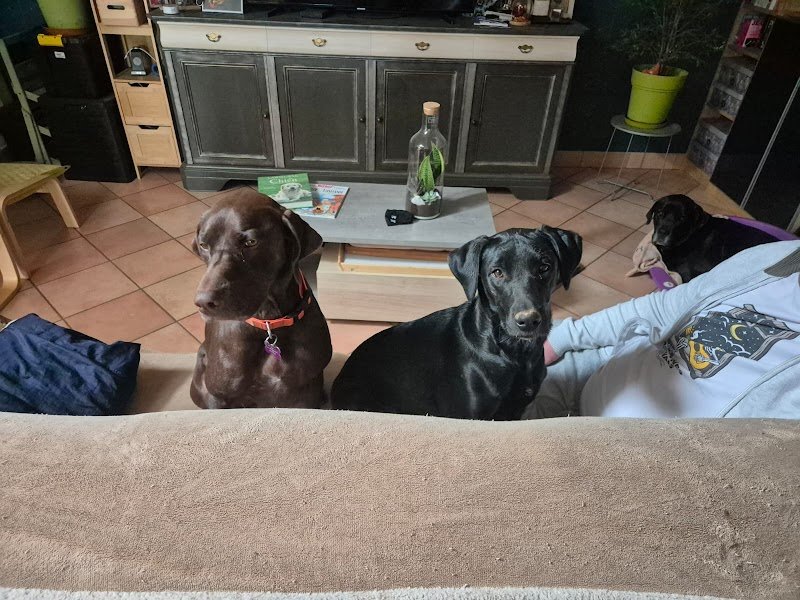 Gina Éducation canine & Médiation animale