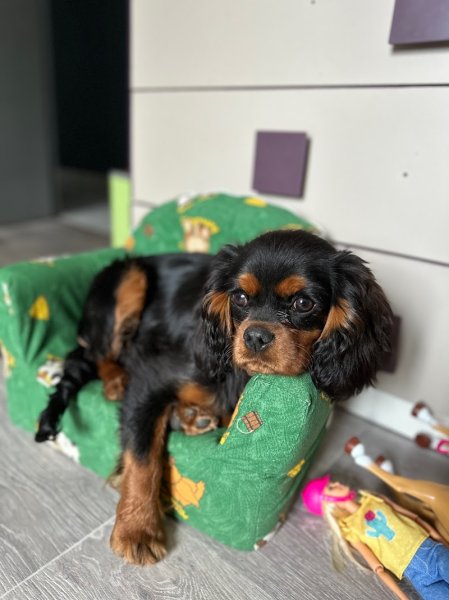 Lapetitecavalerie comportementaliste animalier/éducateur canin/éleveuse de cavaliers