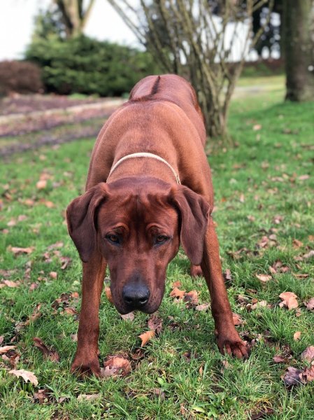 Lapetitecavalerie comportementaliste animalier/éducateur canin/éleveuse de cavaliers - photo 3