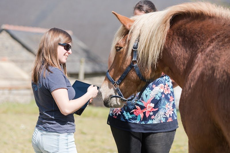 Equid'harmonie - Comportementaliste Equin - photo 1